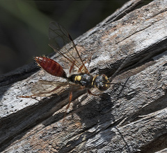 Tachynomyia abdominalis
