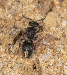 Ephutomorpha lateralis