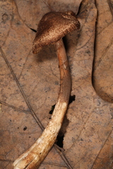 Leucoagaricus brunnescens
