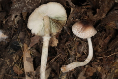 Leucoagaricus coerulescens