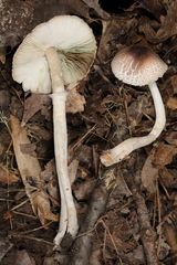 Leucoagaricus coerulescens