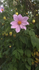 Dahlia imperialis