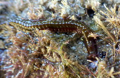 Eunicidae