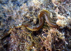 Eunicidae