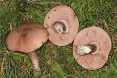 Tylopilus violatinctus