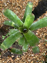 Neoregelia