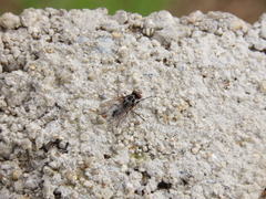 Anthomyia pluvialis