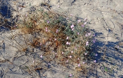 Malcolmia littorea