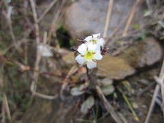 Myosotis monroi