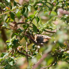 Cisticola exilis