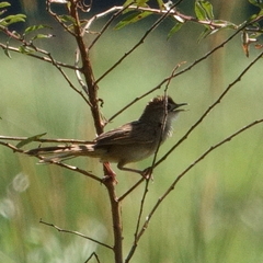 Cisticola exilis