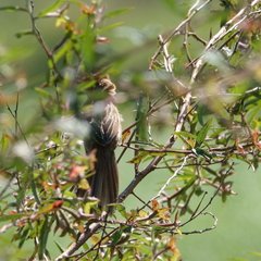 Cisticola exilis