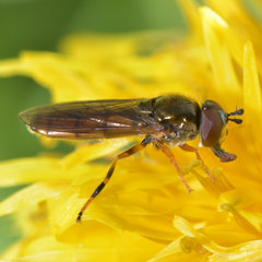 Platycheirus quadratus