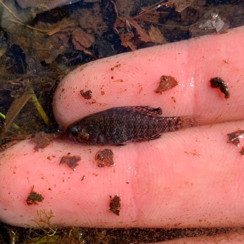 Carolina Pygmy Sunfish (Elassoma boehlkei) — Elassomatidae — 2