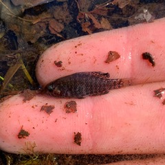 Carolina Pygmy Sunfish photo 3