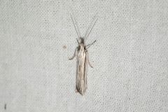 Leptosaces schistopa