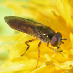 Platycheirus quadratus