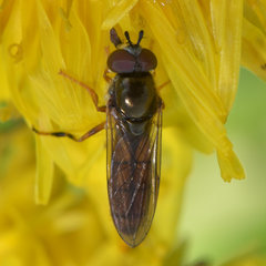 Platycheirus quadratus