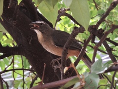 Saltator coerulescens