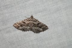 Chrysolarentia
