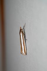 Corynophora lativittalis