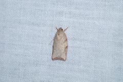 Euchaetis