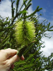Melaleuca diosmifolia