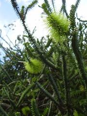 Melaleuca diosmifolia