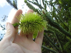 Melaleuca diosmifolia