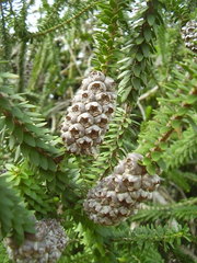 Melaleuca diosmifolia