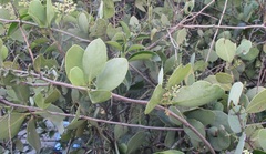 Struthanthus interruptus