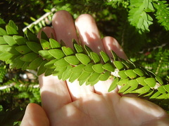 Melaleuca diosmifolia