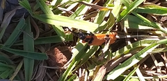 Chauliognathus togatus