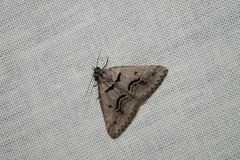 Dichromodes atrosignata