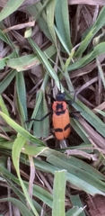 Chauliognathus togatus