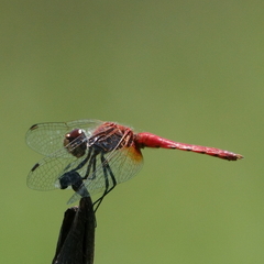 Aethriamanta nymphaeae
