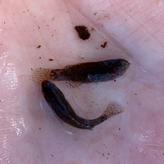 Carolina Pygmy Sunfish photo 4