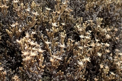 Helichrysum parvifolium