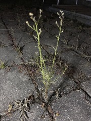 Lepidium ruderale