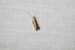 Ardozyga mesochra