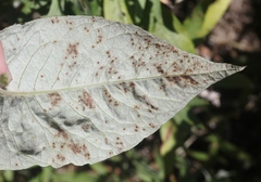 Puccinia chrysanthemi