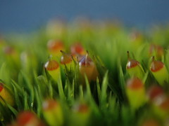 Schistidium maritimum