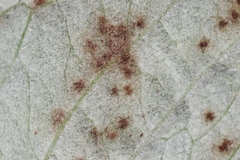 Puccinia chrysanthemi