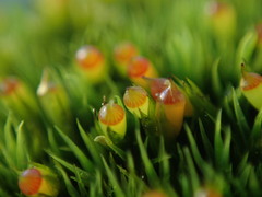 Schistidium maritimum