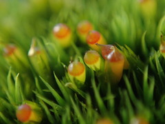 Schistidium maritimum
