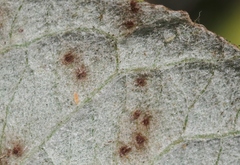 Puccinia chrysanthemi