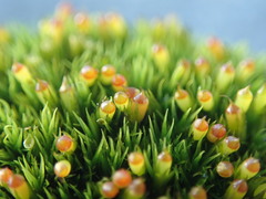 Schistidium maritimum