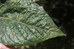 Puccinia chrysanthemi