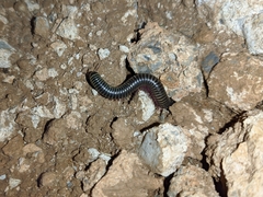 Ommatoiulus diplurus