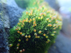 Schistidium maritimum